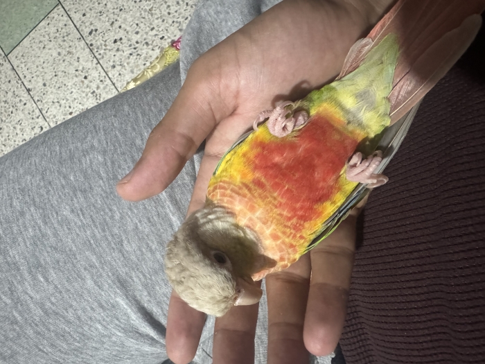 Perroquet Molina ananas bague 2025 tres bien dressé