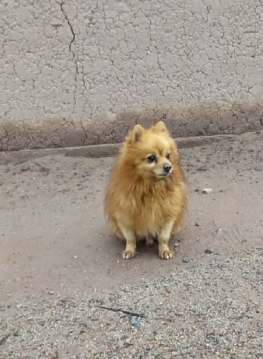 chien chihuahua poil long