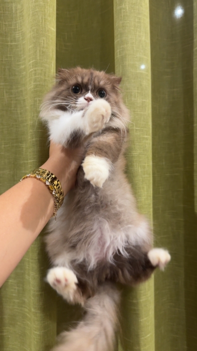 Scottish Fold Highland chocolat et blanc mâle