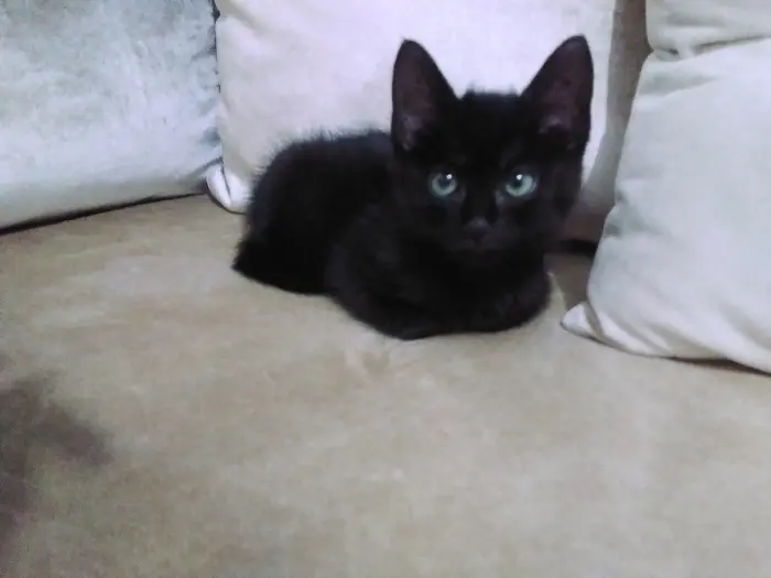 Adoptation