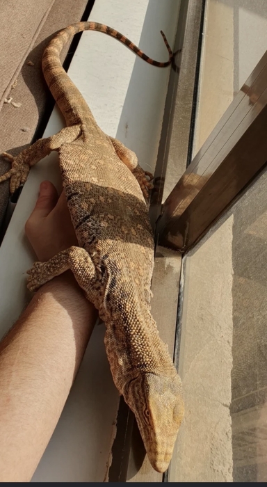 Varan