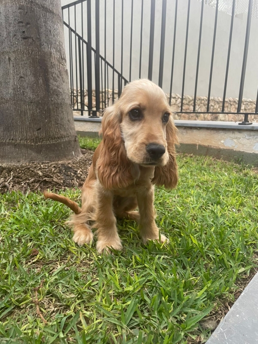Cocker anglais 5 mois Golden