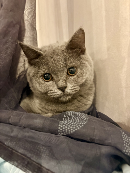 Scottish shorthair pur race