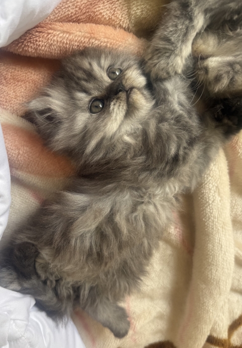 Himalayen persian