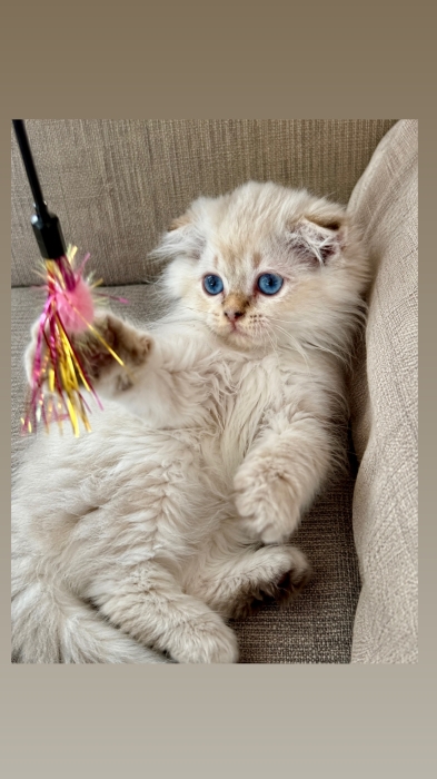 Chaton Scottish fold