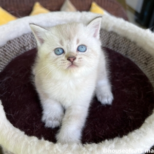 Scottish fold et straight