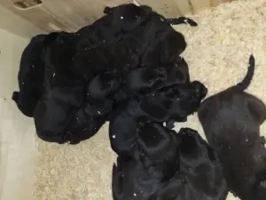 Chiots labrador noir