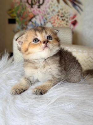 Chatons scottish straight et fold