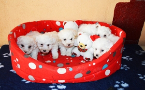 Bichon Maltais