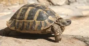 Tortue