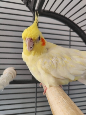 Des oiseaux bien dressé à Casablanca