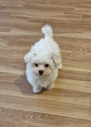 Bichon