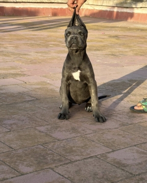 cane corso