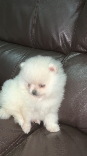magnifique chiots spitz male femelle