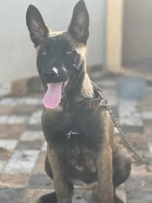 Malinois