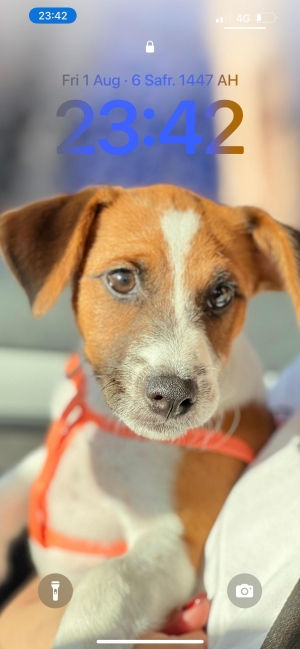 Jack Russell 🐾