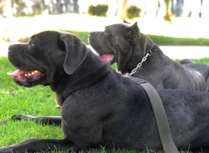 Femel cane corso  piedegri