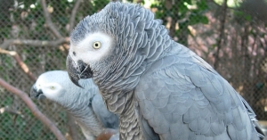 Perroquet gris du gabon