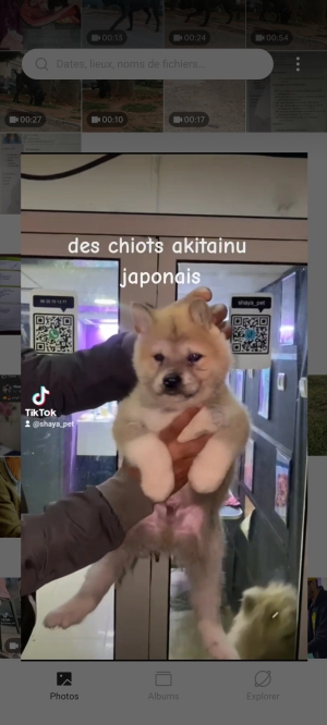 Akita inu