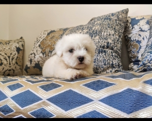 Bichon maltais
