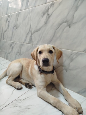 Labrador