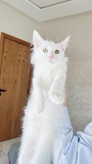 Un chat male pour adoption
