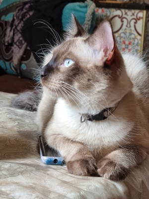 Chat Siamois 8 mois