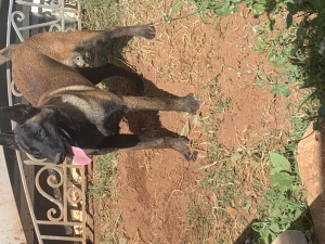 Malinois charbonner