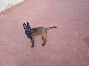 Vente malinois avec pédigrée