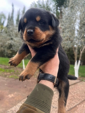 Rottweiller