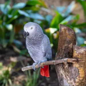 Perroquet gris du Gabon