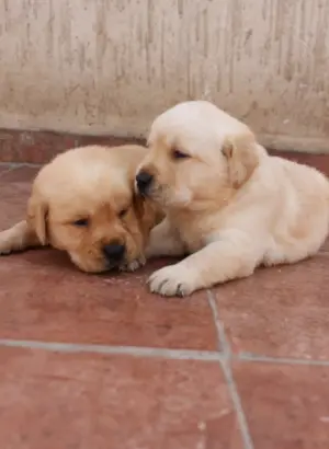 chiots labrador