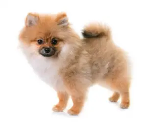 Chiots spitz