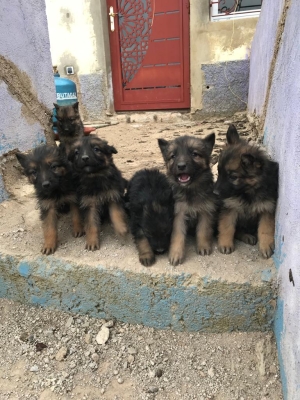 Chiots berger Allemand