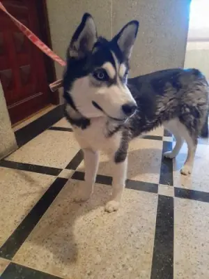 Husky femelle pure race