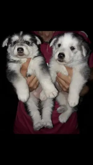 Chiots husky