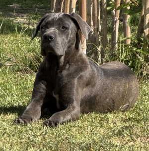 Cane Corso gris / bleu femelle 10 mois