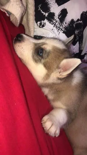 Husky à vendre