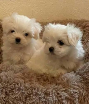 Bichons maltais