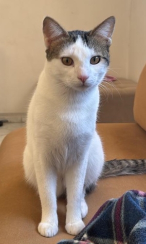 Chat disponible pour adoption