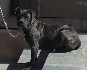 Cane corso