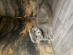 Scottish fold