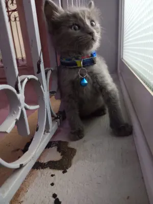 Nebelung D'origine germaine