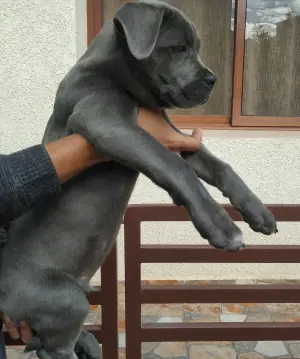 Chiot cane corso