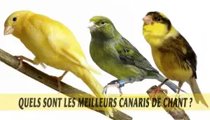 vente different oiseaux