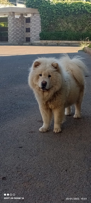 Chow chow femelle enceinte