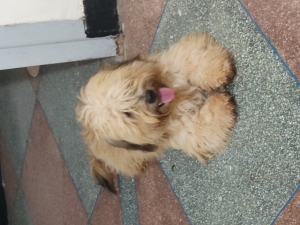 Bichon maltais