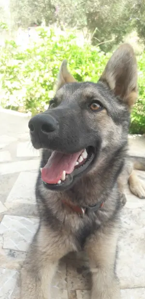 Husky croisé berger allemand