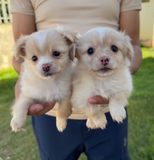 Chiots spitz