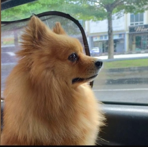 Spitz